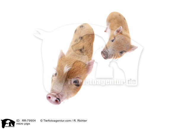 Microschweine / micro pigs / RR-79904