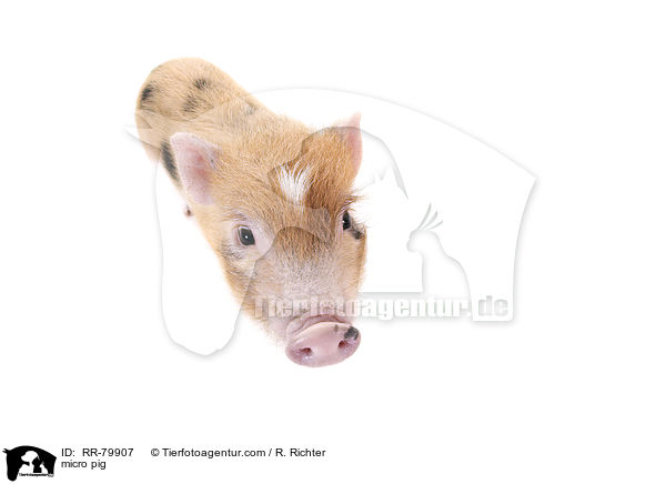Microschwein / micro pig / RR-79907