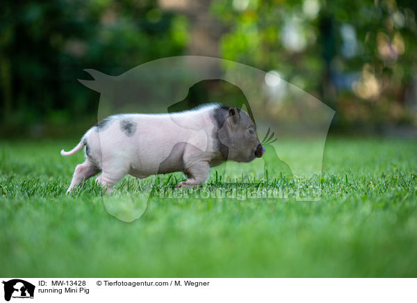 rennendes Minischwein / running Mini Pig / MW-13428