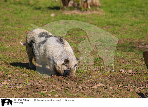 Minischwein / micropig / PW-10255