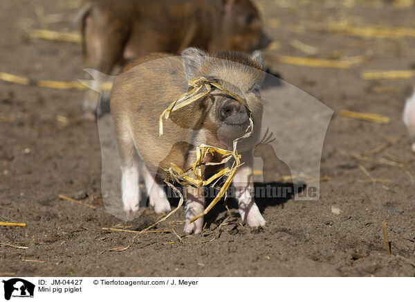 Minischwein Ferkel / Mini pig piglet / JM-04427