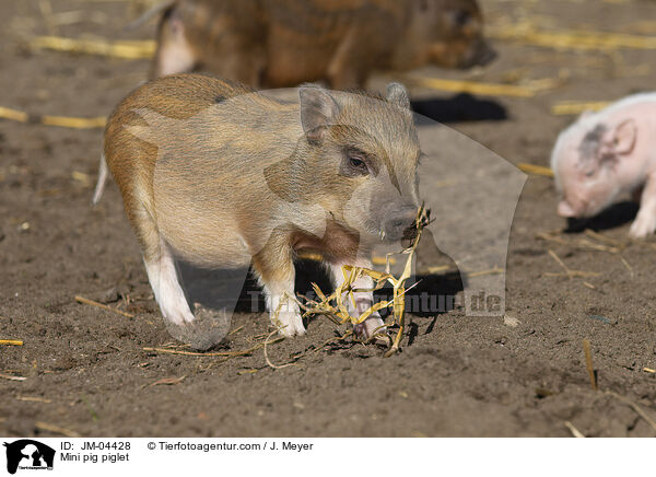Minischwein Ferkel / Mini pig piglet / JM-04428