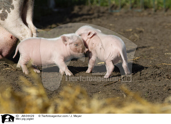 Minischwein Ferkel / Mini pig piglet / JM-04429
