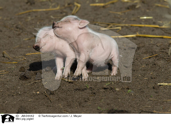 Minischwein Ferkel / Mini pig piglet / JM-04442