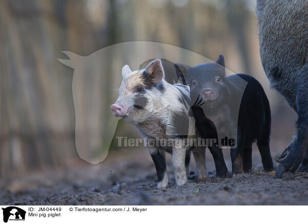 Minischwein Ferkel / Mini pig piglet / JM-04449