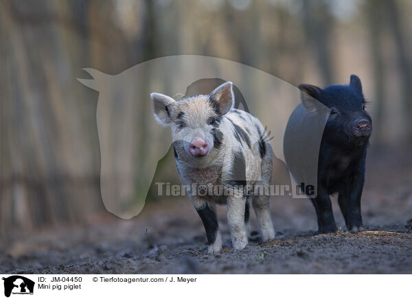 Minischwein Ferkel / Mini pig piglet / JM-04450