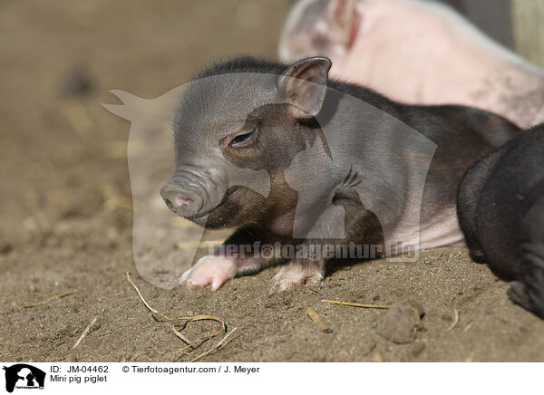 Minischwein Ferkel / Mini pig piglet / JM-04462