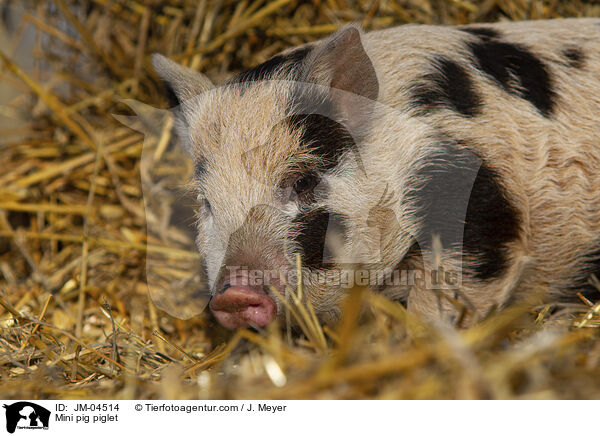 Minischwein Ferkel / Mini pig piglet / JM-04514