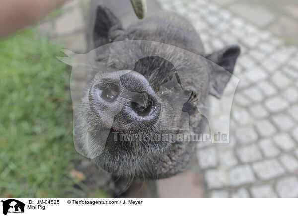 Minischwein / Mini Pig / JM-04525