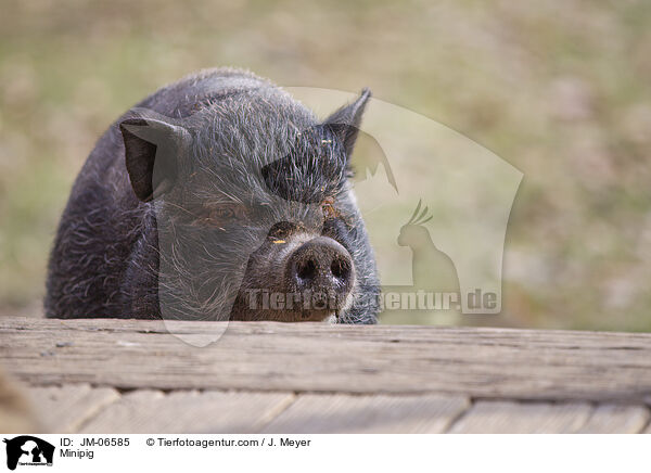 Minischwein / Minipig / JM-06585