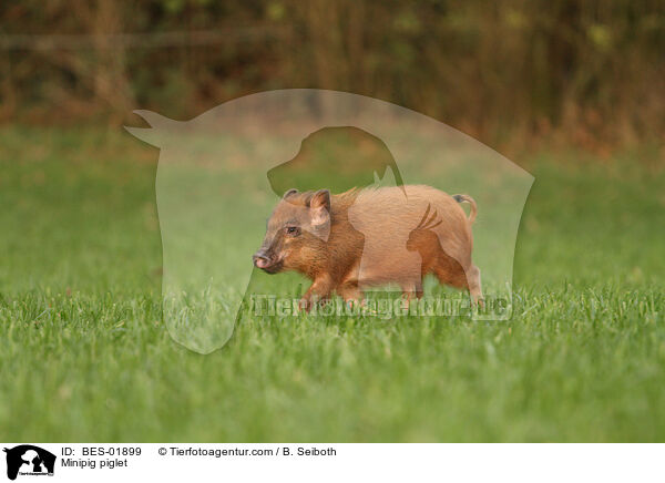 Minischwein Ferkel / Minipig piglet / BES-01899