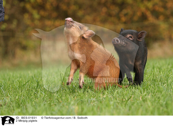 2 Minischwein Ferkel / 2 Minipig piglets / BES-01931