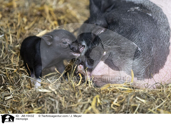 Minischweine / micropigs / JM-15432