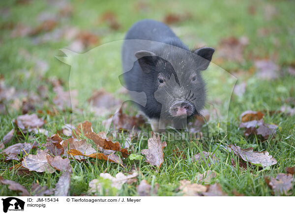 Minischwein / micropig / JM-15434