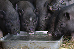 micropig piglets