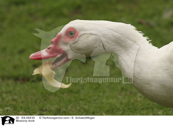 Muscovy duck / SS-08430