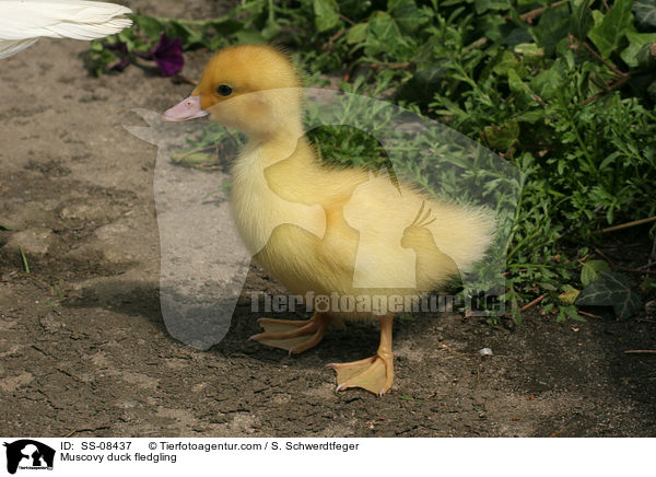 Warzenente Kken / Muscovy duck fledgling / SS-08437