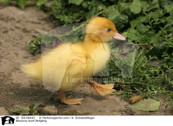 Warzenente Kken / Muscovy duck fledgling / SS-08442