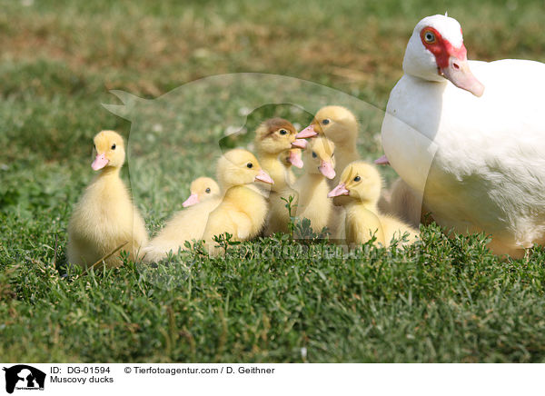 Warzenenten / Muscovy ducks / DG-01594