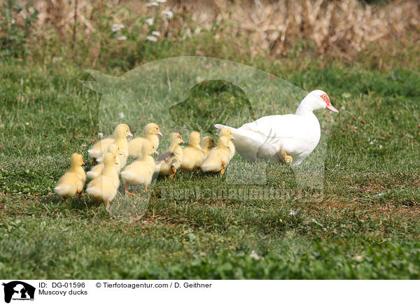 Warzenenten / Muscovy ducks / DG-01596