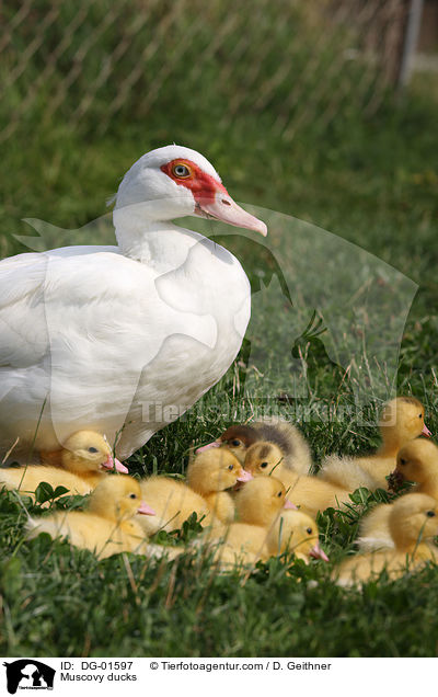 Warzenenten / Muscovy ducks / DG-01597