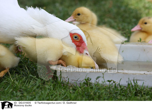 Warzenenten / Muscovy ducks / DG-01605