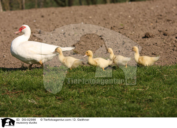 Warzenenten / muscovy ducks / DG-02986