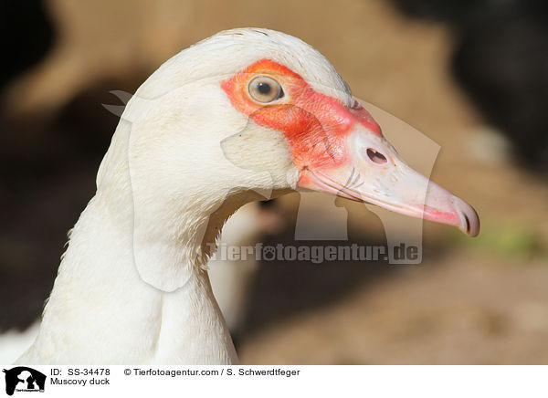 Muscovy duck / SS-34478