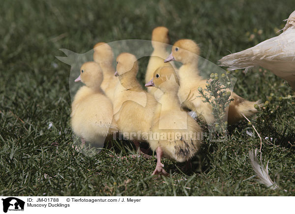 Warzenenten Kken / Muscovy Ducklings / JM-01788