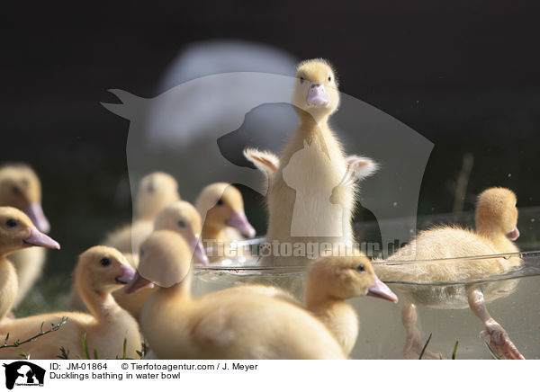 Entchen baden in Wasserschssel / Ducklings bathing in water bowl / JM-01864