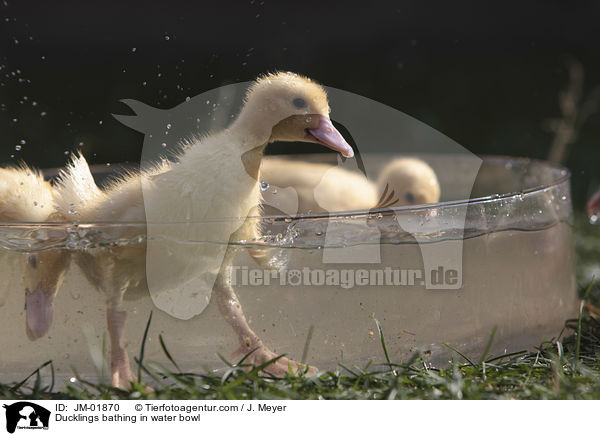 Ducklings bathing in water bowl / JM-01870