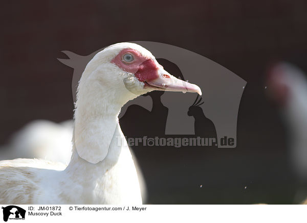 Muscovy Duck / JM-01872