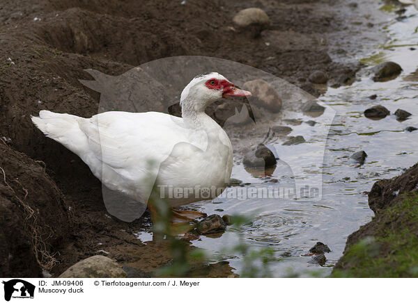 Muscovy duck / JM-09406