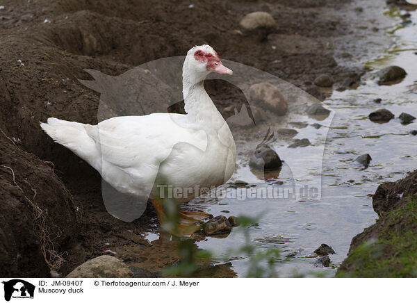 Muscovy duck / JM-09407