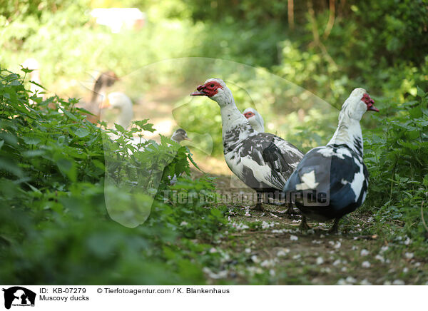 Warzenenten / Muscovy ducks / KB-07279