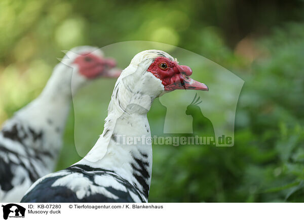 Muscovy duck / KB-07280