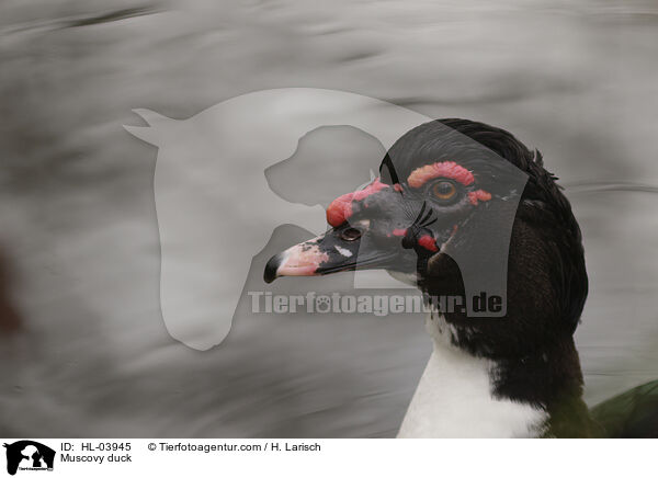 Warzenente / Muscovy duck / HL-03945