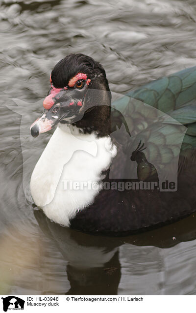 Warzenente / Muscovy duck / HL-03948