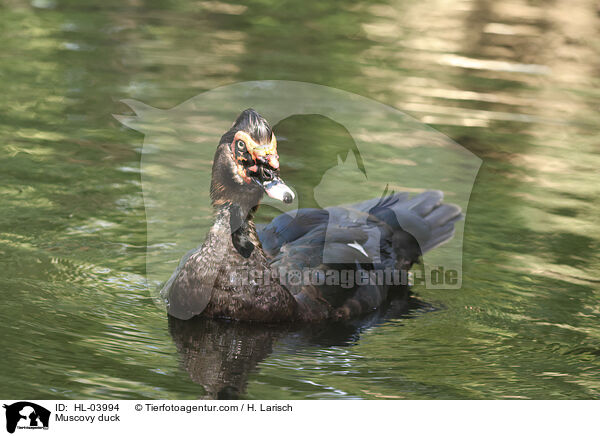 Warzenente / Muscovy duck / HL-03994