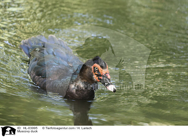 Warzenente / Muscovy duck / HL-03995