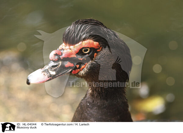 Warzenente / Muscovy duck / HL-04044