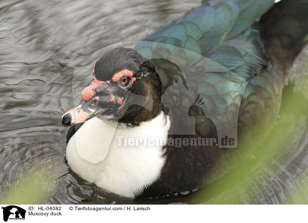 Warzenente / Muscovy duck / HL-04082