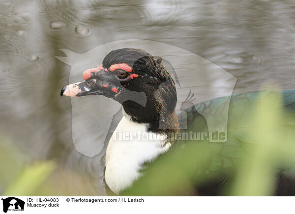 Warzenente / Muscovy duck / HL-04083