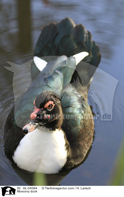 Warzenente / Muscovy duck / HL-04084