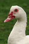 Muscovy duck