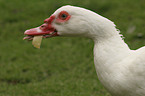 Muscovy duck