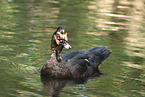 Muscovy duck