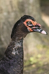 Muscovy duck