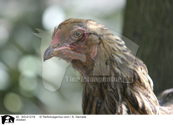 Brahma Huhn / chicken / SG-01218