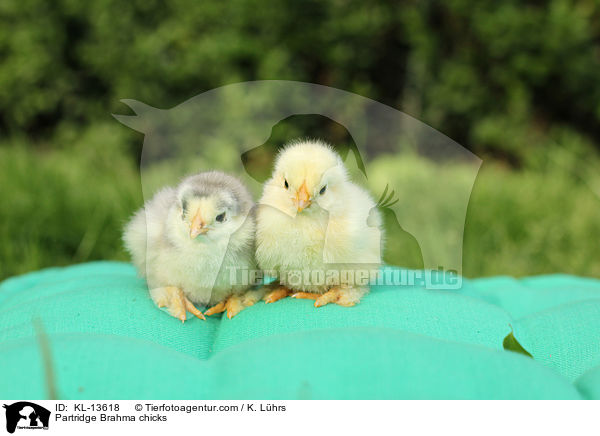 Brahma Kken / Partridge Brahma chicks / KL-13618